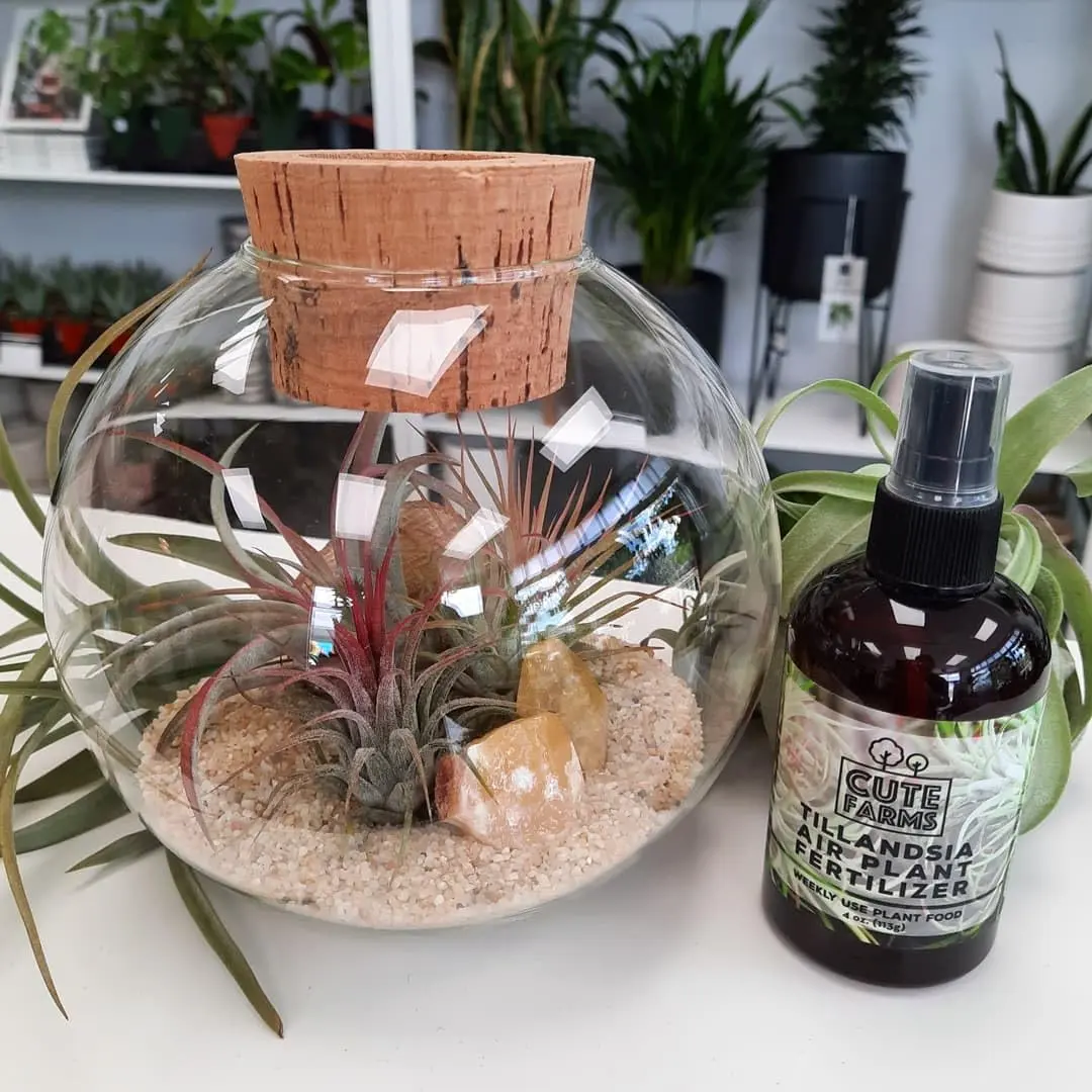 Cute Farms Air Plant Fertilizer Spray 118ml (4 fl oz) | Gentle Weekly Formula for Tillandsia - view 6