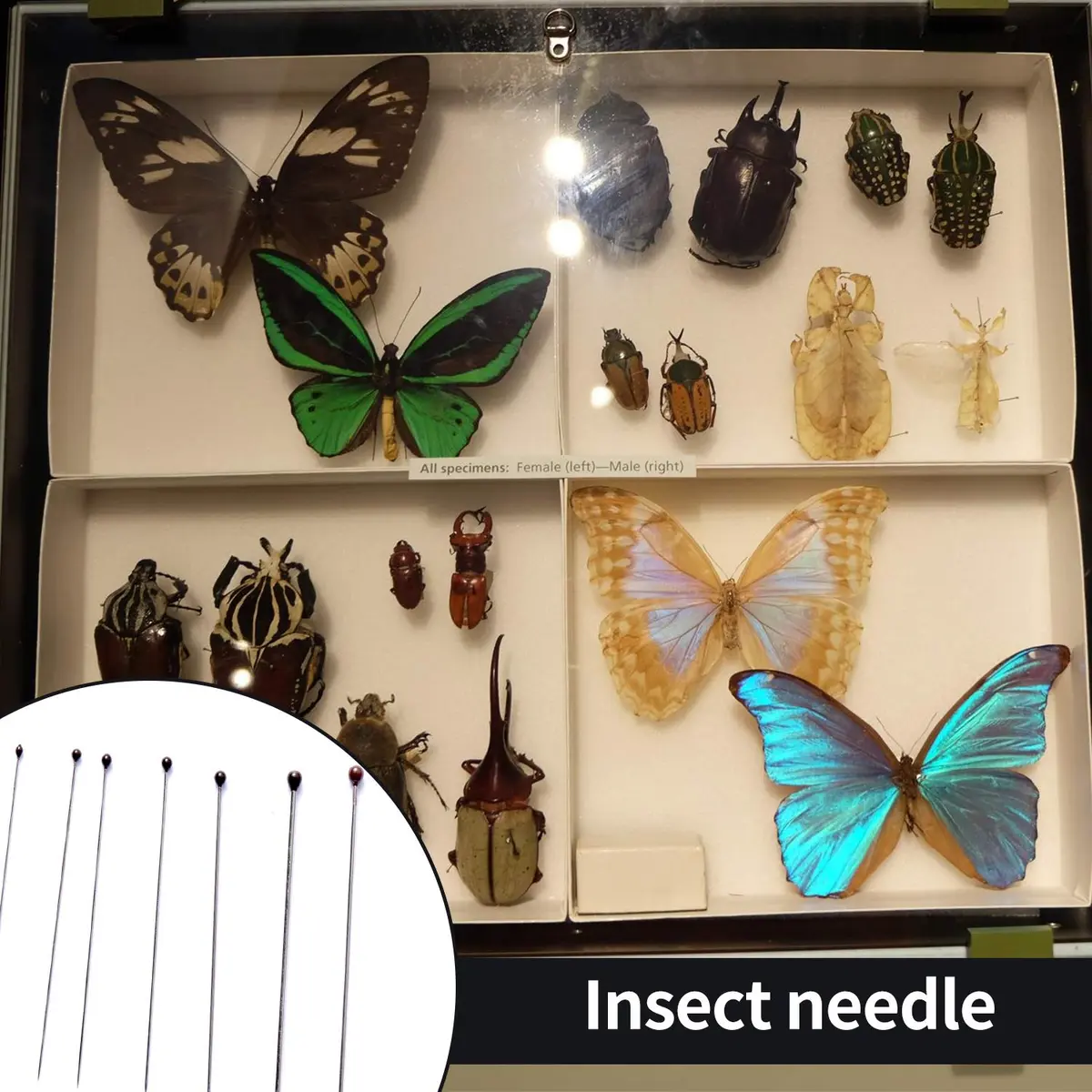 Fpxnb Stainless Steel Insect Pins 350 Pcs (40mm Length, 0.27-0.71mm Diameter) | Entomology Specimen Needles - view 4