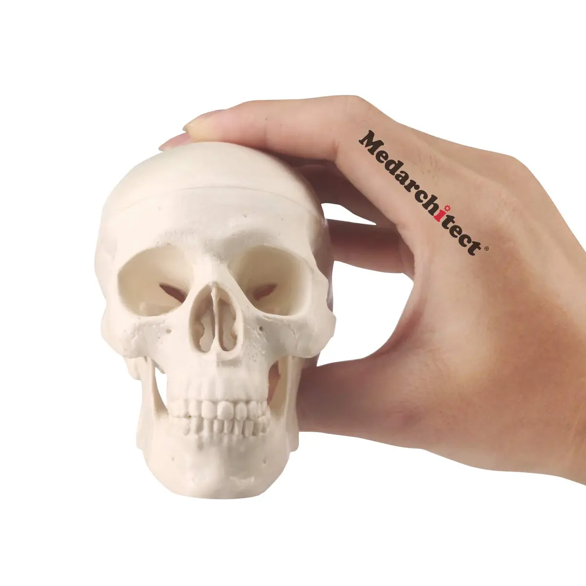 Medarchitect Mini Human Skull Anatomy Model, Mini Skull | Realistic Bone Texture & Disassemblable - main product image