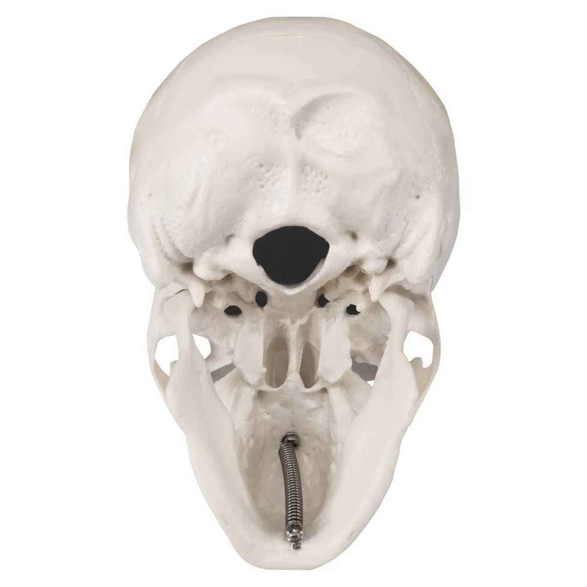 Medarchitect Mini Human Skull Anatomy Model, Mini Skull | Realistic Bone Texture & Disassemblable - view 5