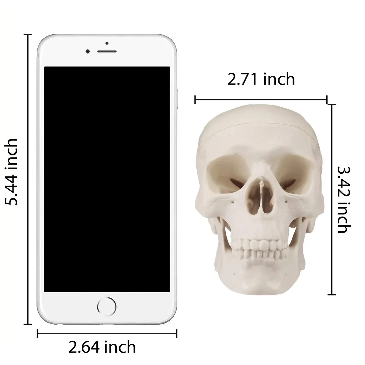 Medarchitect Mini Human Skull Anatomy Model, Mini Skull | Realistic Bone Texture & Disassemblable - view 6