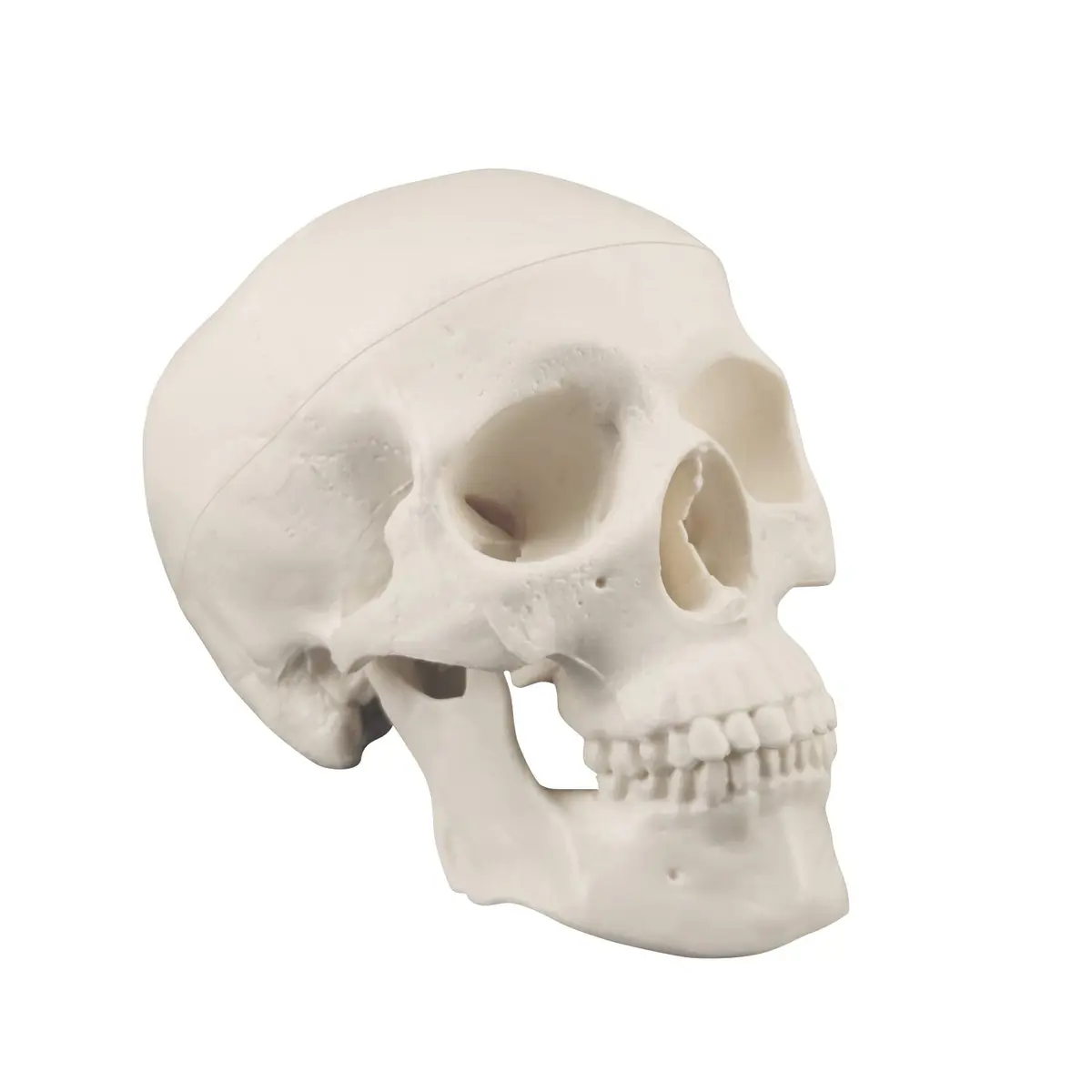 Medarchitect Mini Human Skull Anatomy Model, Mini Skull | Realistic Bone Texture & Disassemblable - view 2