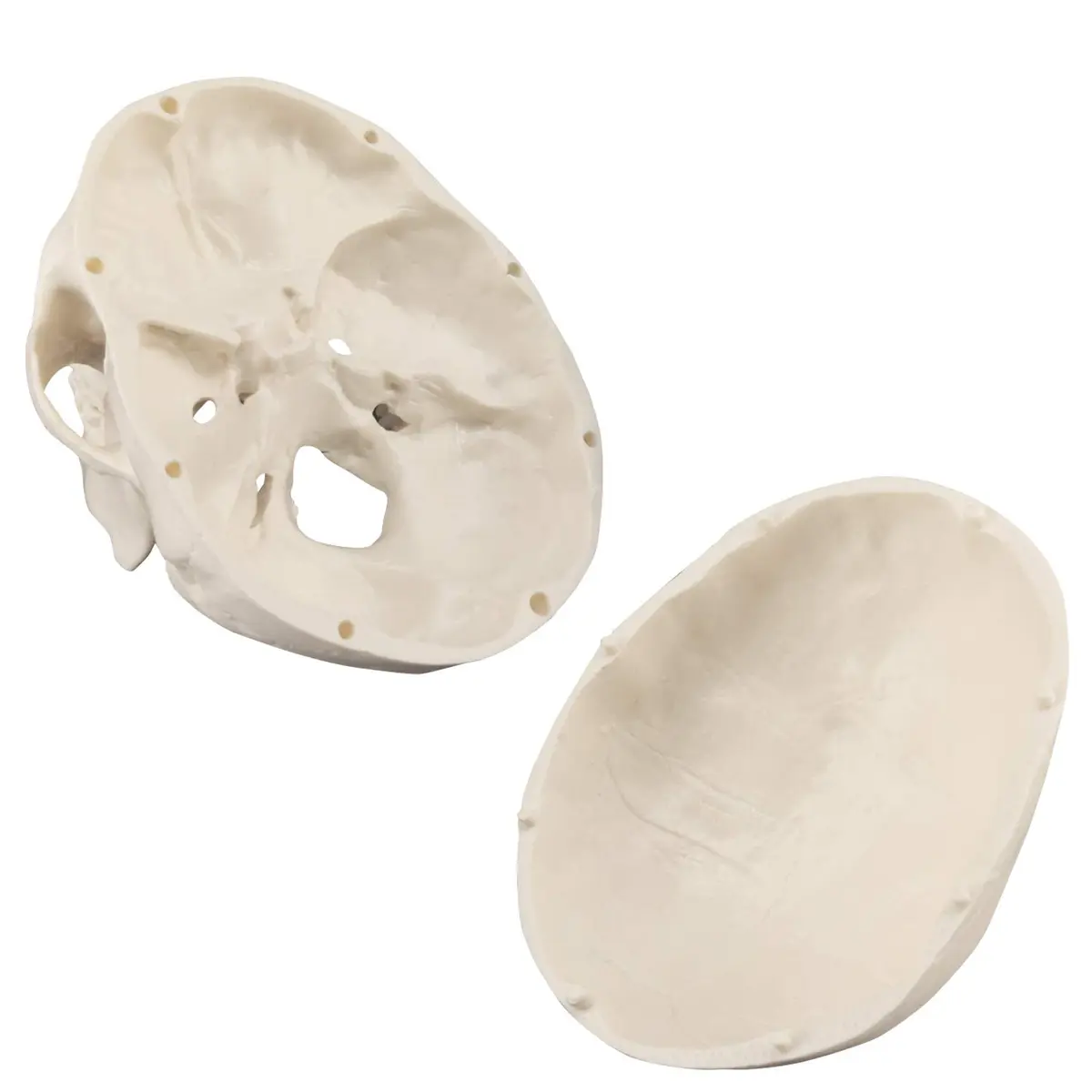 Medarchitect Mini Human Skull Anatomy Model, Mini Skull | Realistic Bone Texture & Disassemblable - view 3