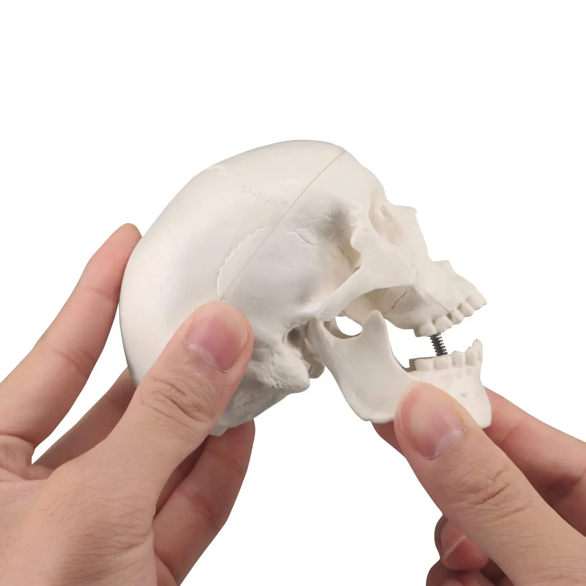 Medarchitect Mini Human Skull Anatomy Model, Mini Skull | Realistic Bone Texture & Disassemblable - view 4
