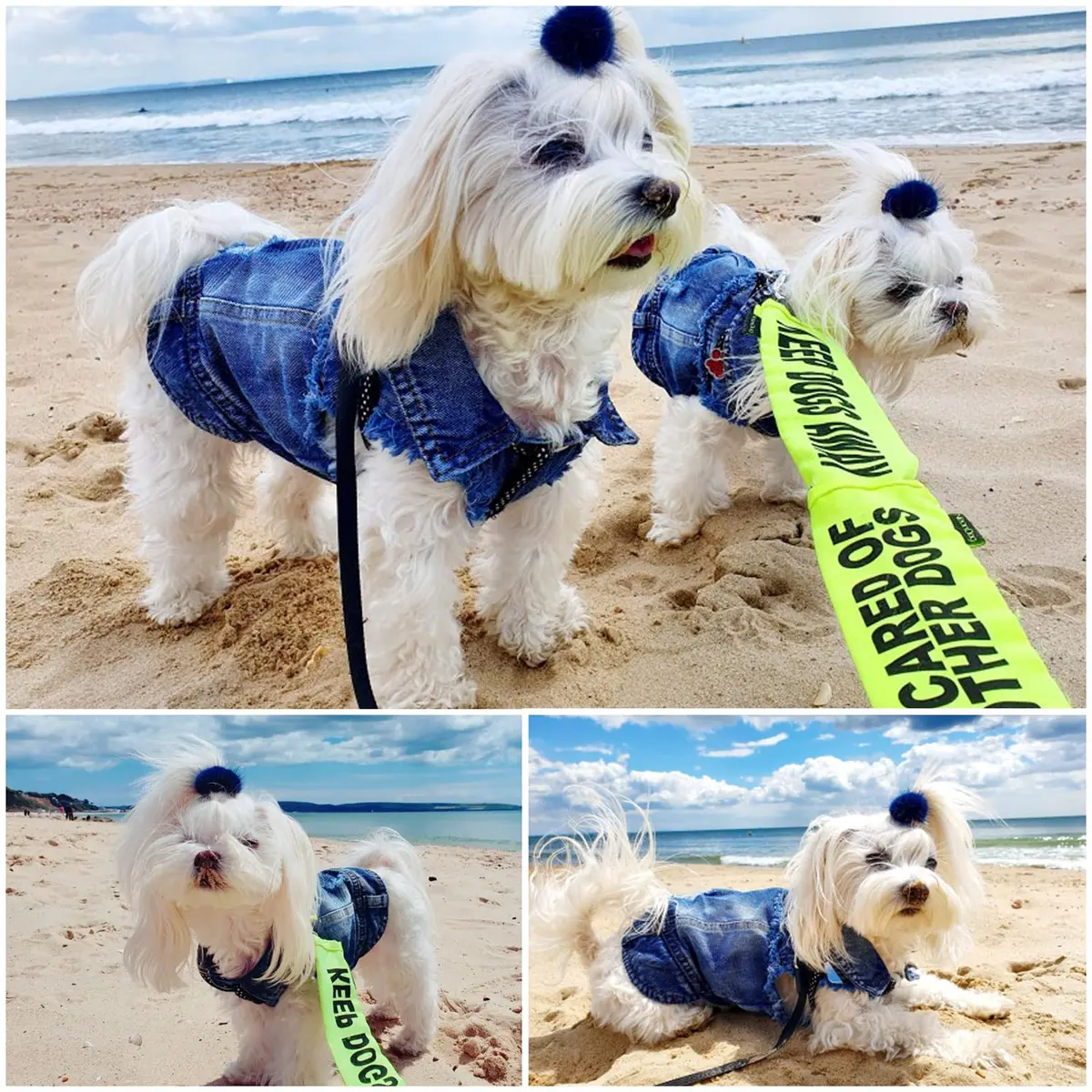 Brocarp Dog Jeans Jacket Pet Denim Vest for Small Dogs & Puppies | Four-Season Comfort & Style - view 7
