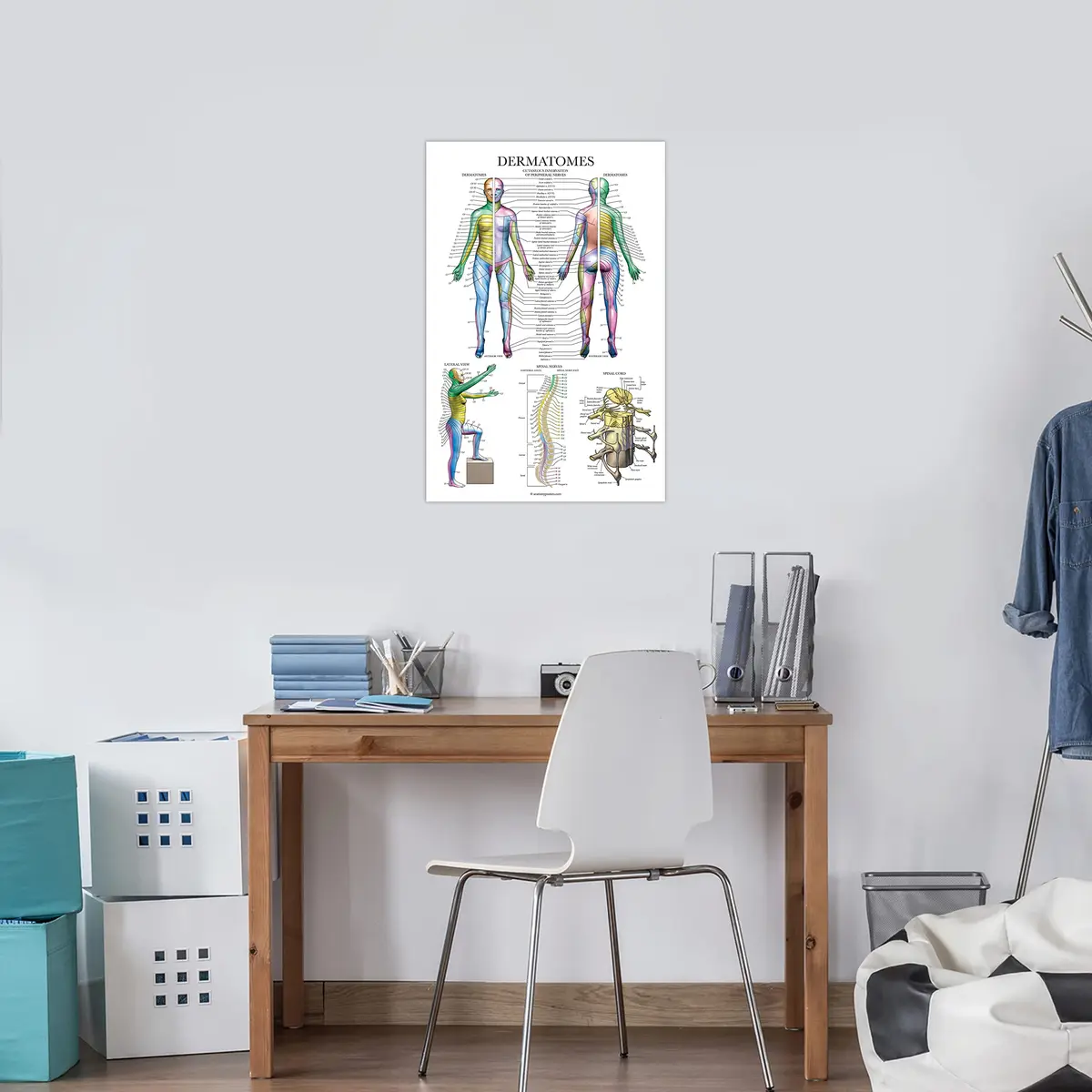 Palace Learning Dermatomes & Nervous System Anatomical Chart - Laminated 18" x 24" | Tear Resistant Anatomy Poster - view 5