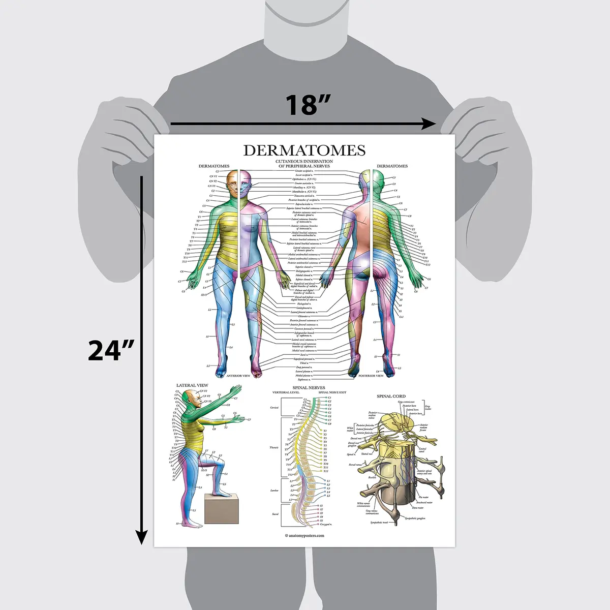 Palace Learning Dermatomes & Nervous System Anatomical Chart - Laminated 18" x 24" | Tear Resistant Anatomy Poster - view 2