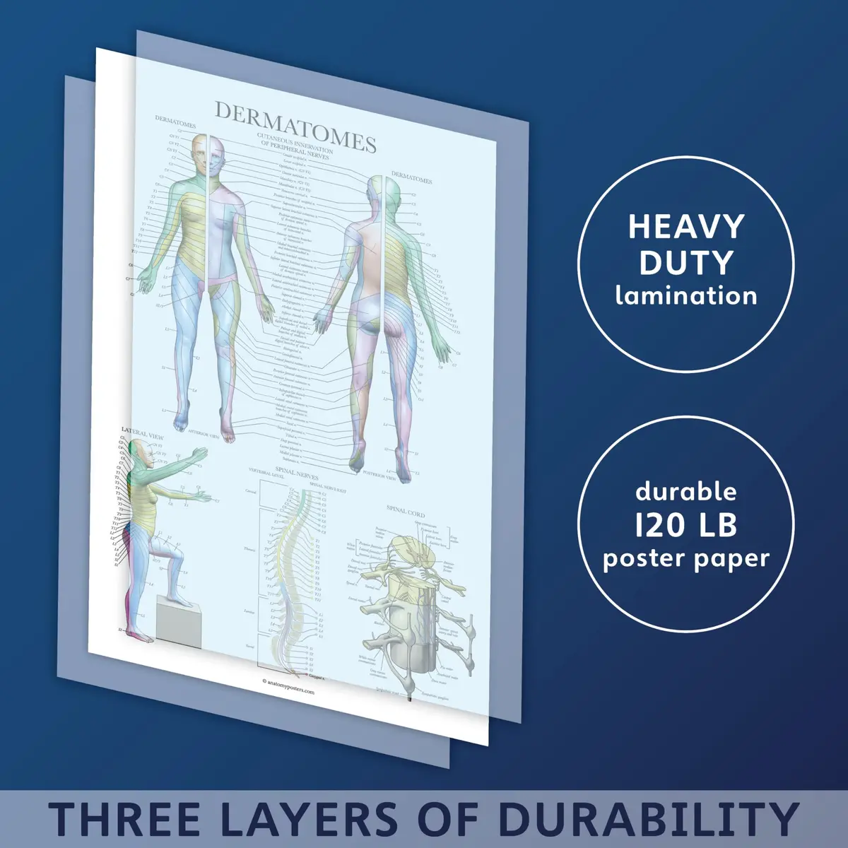 Palace Learning Dermatomes & Nervous System Anatomical Chart - Laminated 18" x 24" | Tear Resistant Anatomy Poster - view 3