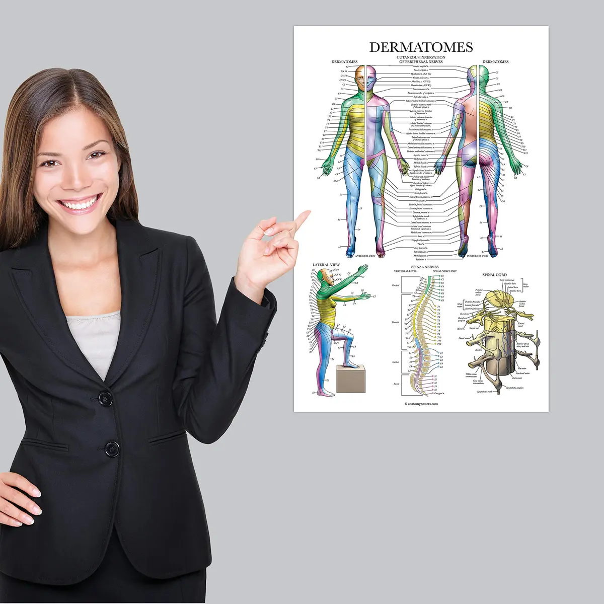 Palace Learning Dermatomes & Nervous System Anatomical Chart - Laminated 18" x 24" | Tear Resistant Anatomy Poster - view 4