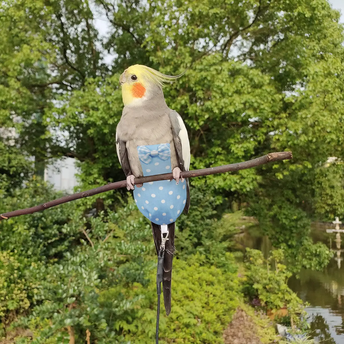 VANFAVORI Bird Diaper Flight Suit with Leash S Size | Lightweight, Waterproof Bird Diaper for Small Birds - view 6