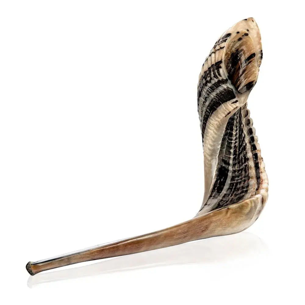 Holy Voice Kosher Ram Shofar Horn 35-40cm (14"-16") | Half Polished Traditional Jewish Musical Instrument - main product image