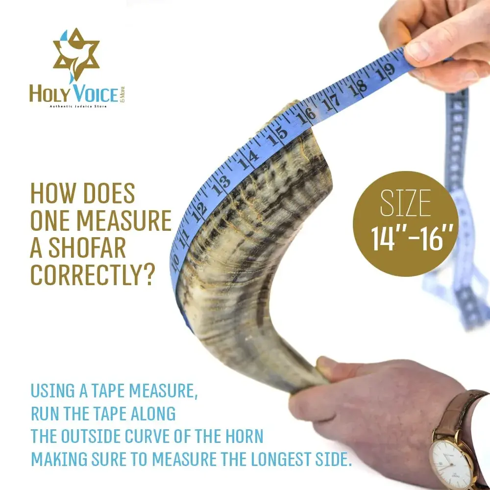 Holy Voice Kosher Ram Shofar Horn 35-40cm (14"-16") | Half Polished Traditional Jewish Musical Instrument - view 3
