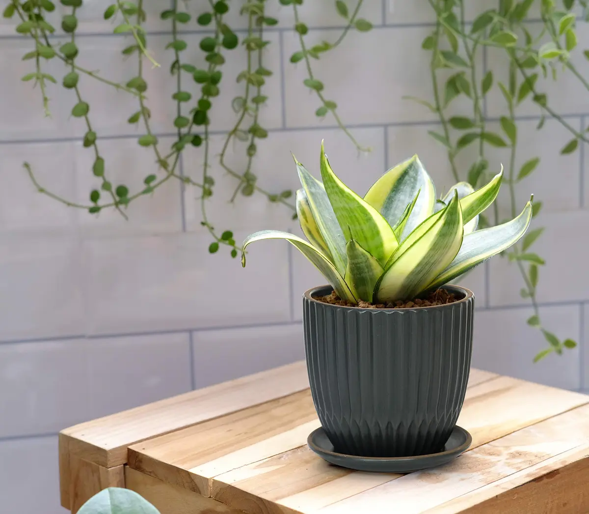 D'vine Dev 2-Pack Stoneware Planter Pots, 4.5/5.8 in, Charcoal Grey | Modern Ribbed Ceramic Indoor Planters - view 5