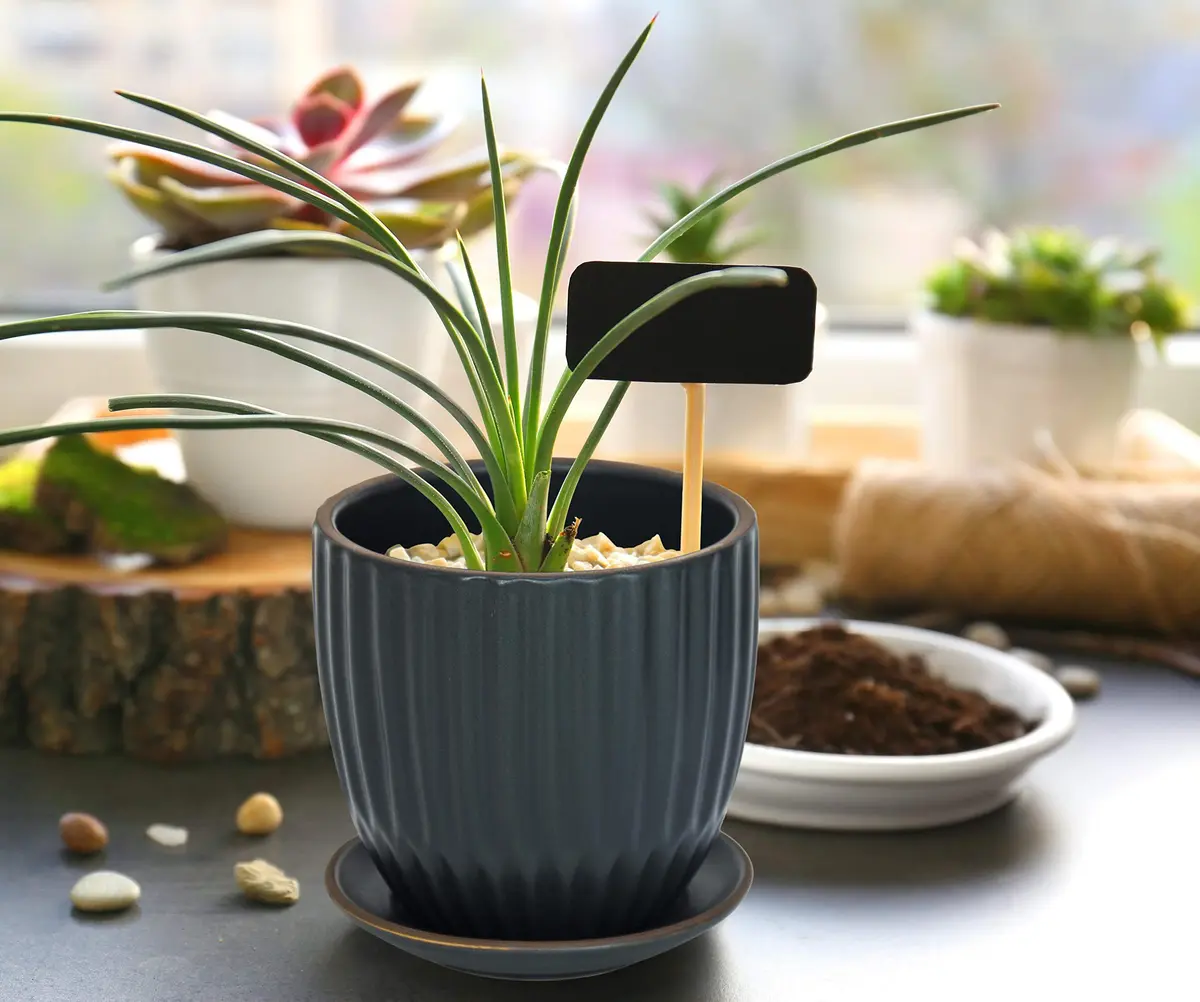 D'vine Dev 2-Pack Stoneware Planter Pots, 4.5/5.8 in, Charcoal Grey | Modern Ribbed Ceramic Indoor Planters - view 6