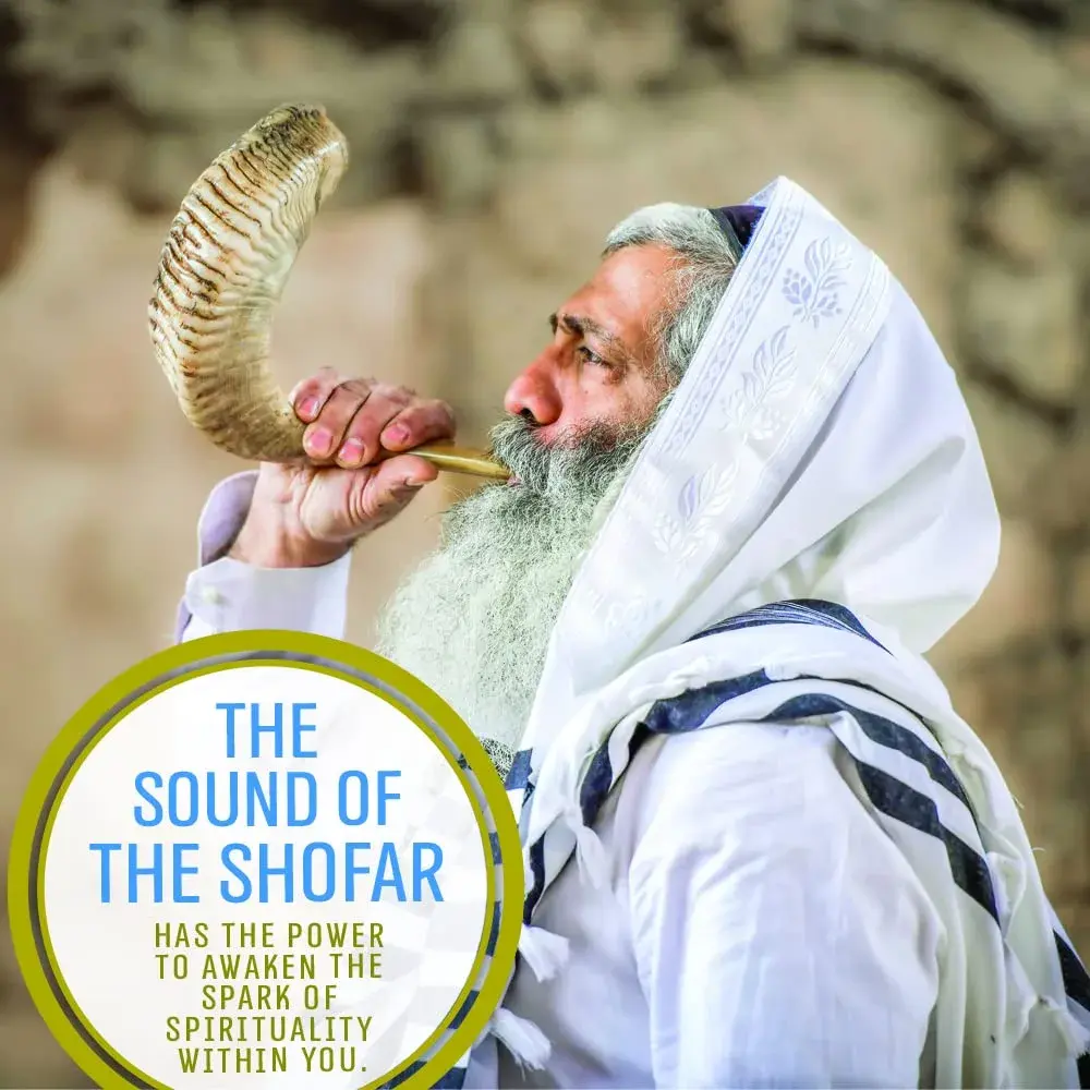 Holy Voice Ram Shofar Horn 30-35cm (12"-14") | Authentic Jewish Musical Instrument - view 6