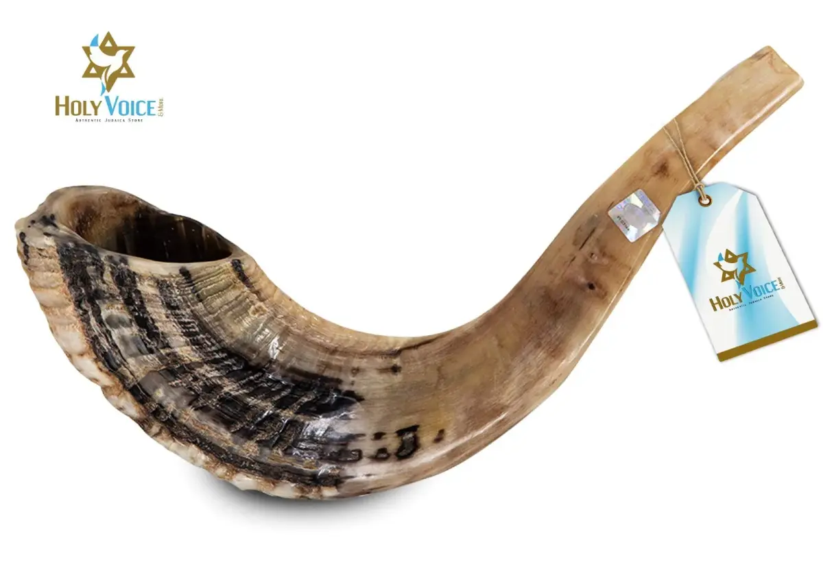 Holy Voice Ram Shofar Horn 30-35cm (12"-14") | Authentic Jewish Musical Instrument - view 2