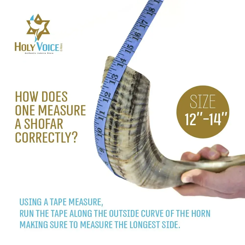 Holy Voice Ram Shofar Horn 30-35cm (12"-14") | Authentic Jewish Musical Instrument - view 3