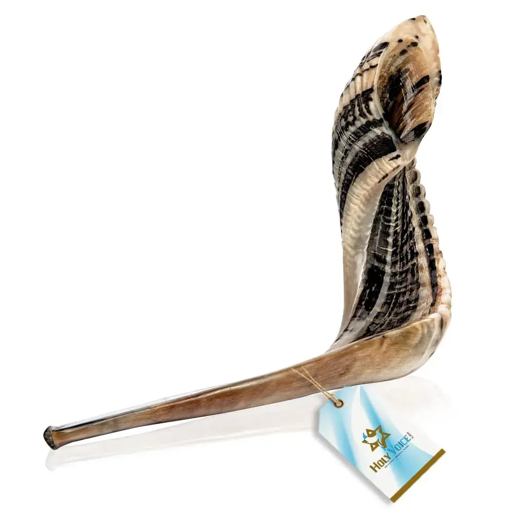 Holy Voice Kosher Ram Shofar Horn 50cm-55cm (20"-22") | Authentic Jewish Musical Instrument from Israel - view 8