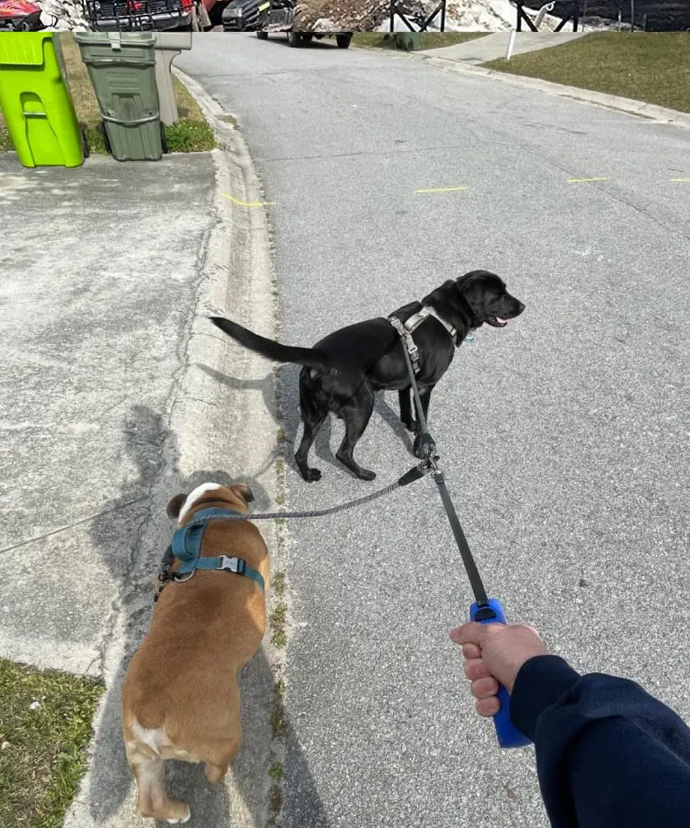 Mycicy Heavy Duty Double Dog Leash Coupler for Two Large Dogs | Tangle-Free 33" Extension - view 6