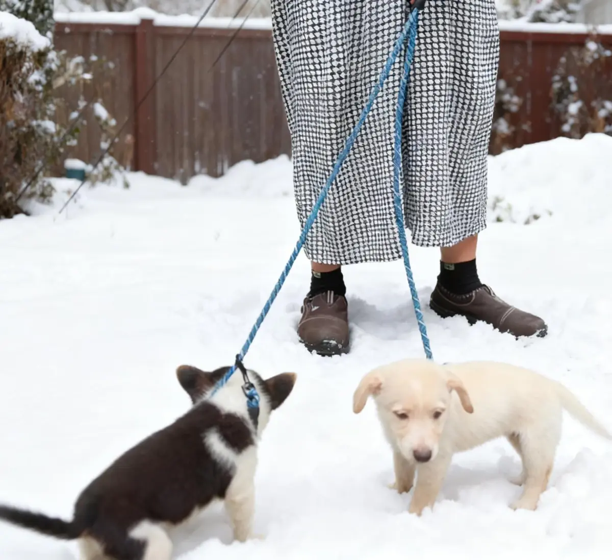 Mycicy Double Dog Leash Coupler 0.8cm (1/3") x 84cm (33") | Tangle-Free Dual Dog Lead for 4.5-16kg Dogs - view 7
