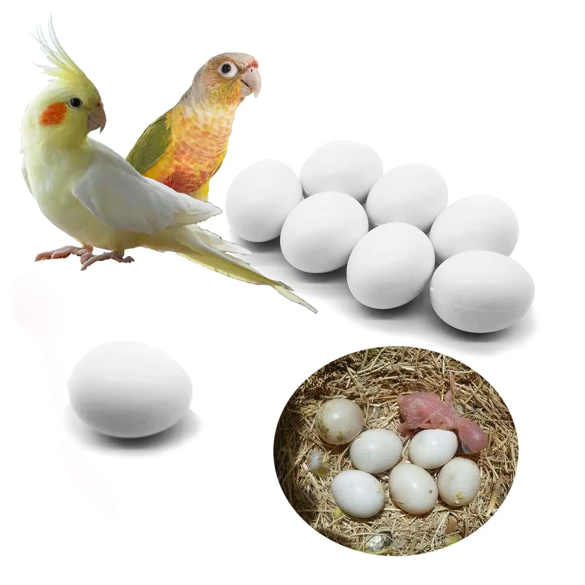 FOIBURELY Solid Parrot Plastic Eggs 8 Pcs | 26mm (1") x 21mm (0.83") - main product image