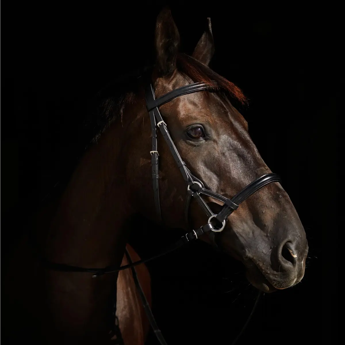 HORZE Denver Soft Leather Side Pull Bitless Bridle for Horses | Web Reins Included - Black - Warmblood - view 4
