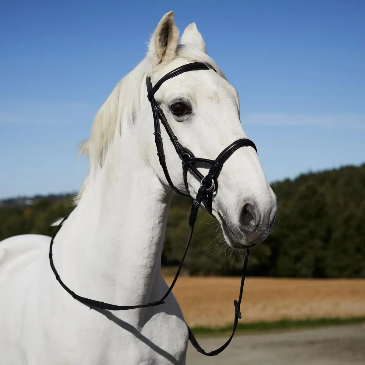 HORZE Denver Soft Leather Pony Side Pull Bitless Bridle | Web Reins Included - Black - view 5
