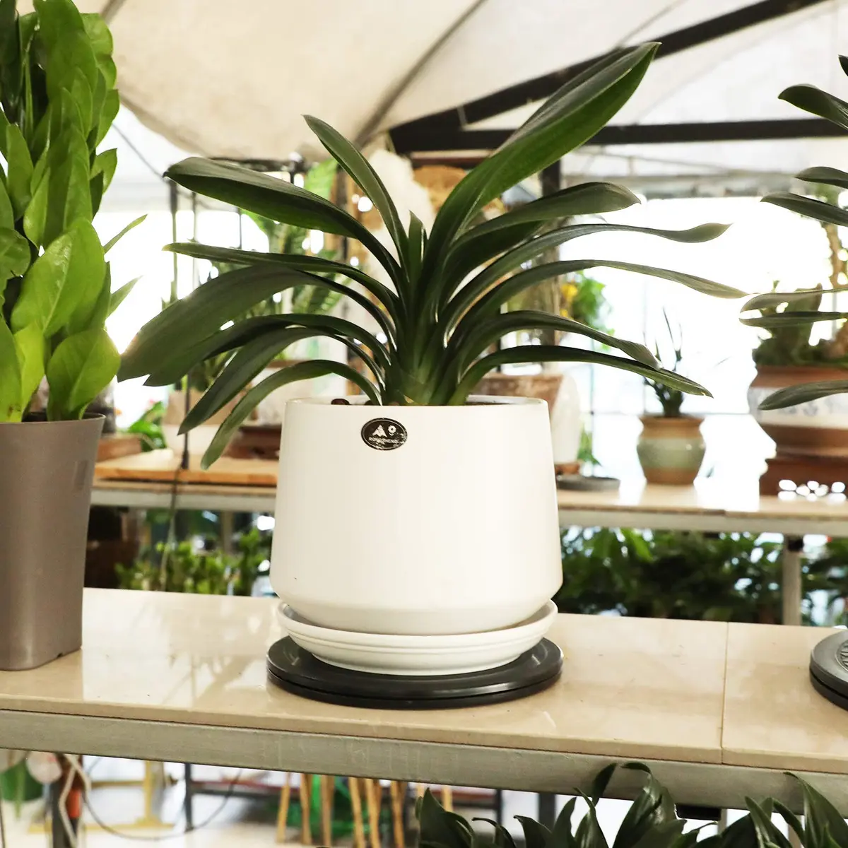 ZELARMAN 8" (20.32 cm) Heavy Duty Rotating Garden Swivel Stand | Smooth 360° Rotation for Bonsai Trimming & Display - view 4