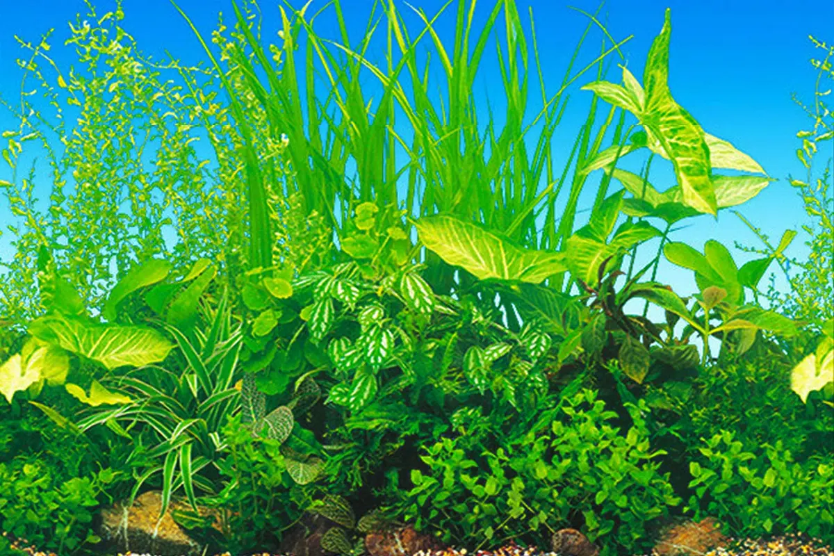 ELEBOX Fish Tank Background Paper 20" x 48" | Colorful Seaweed Water Plants Aquarium Decor - view 2