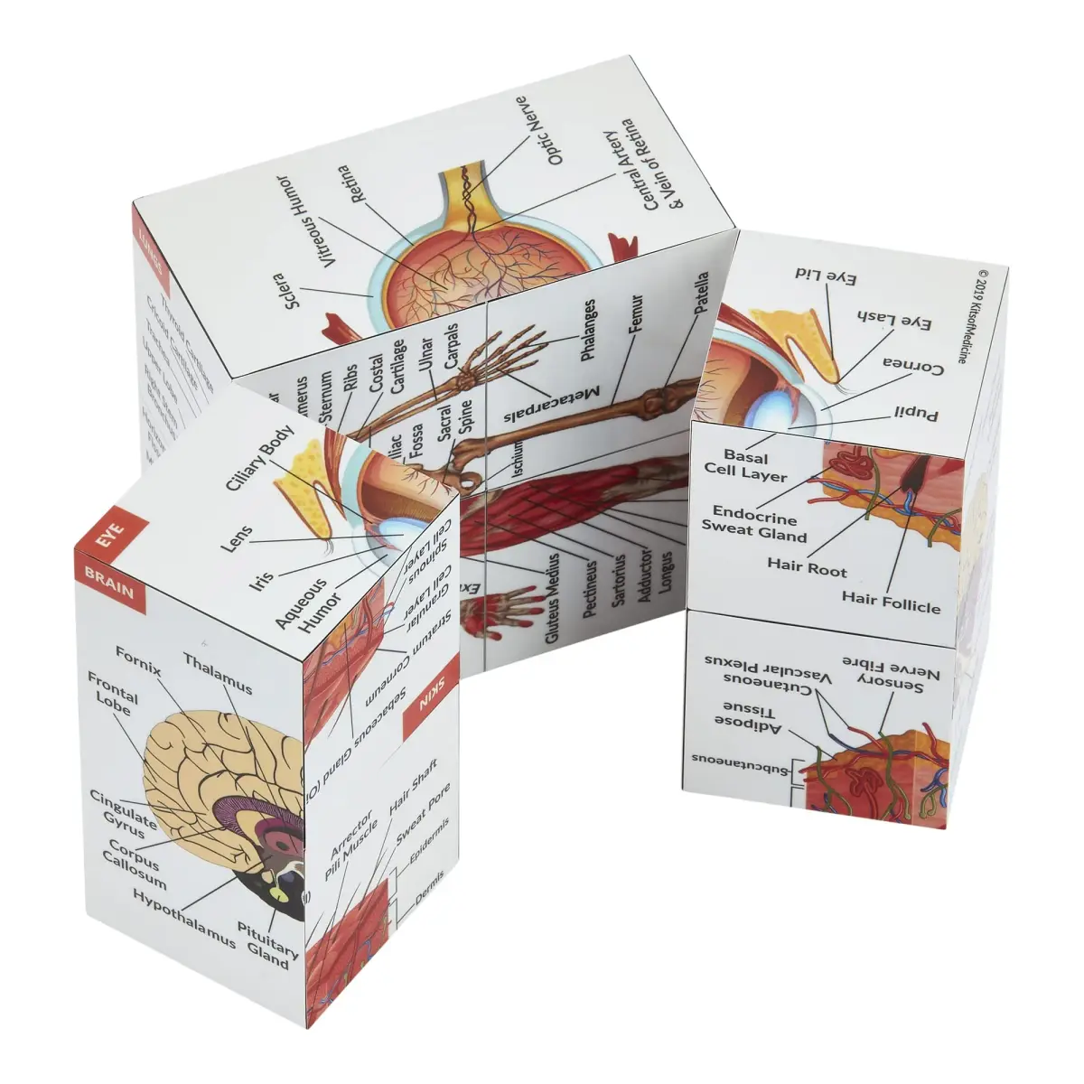 Kits of Medicine Human Anatomy Study Cube | 7cm Cube with 9 Body Parts | Revision Guide for Medical Students - view 4