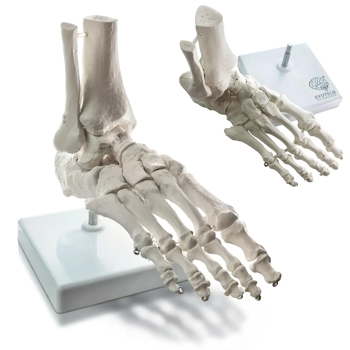 EVOTECH SCIENTIFIC Human Foot and Ankle Model | Life Size Medical Skeleton for Study & Demonstration - main product image