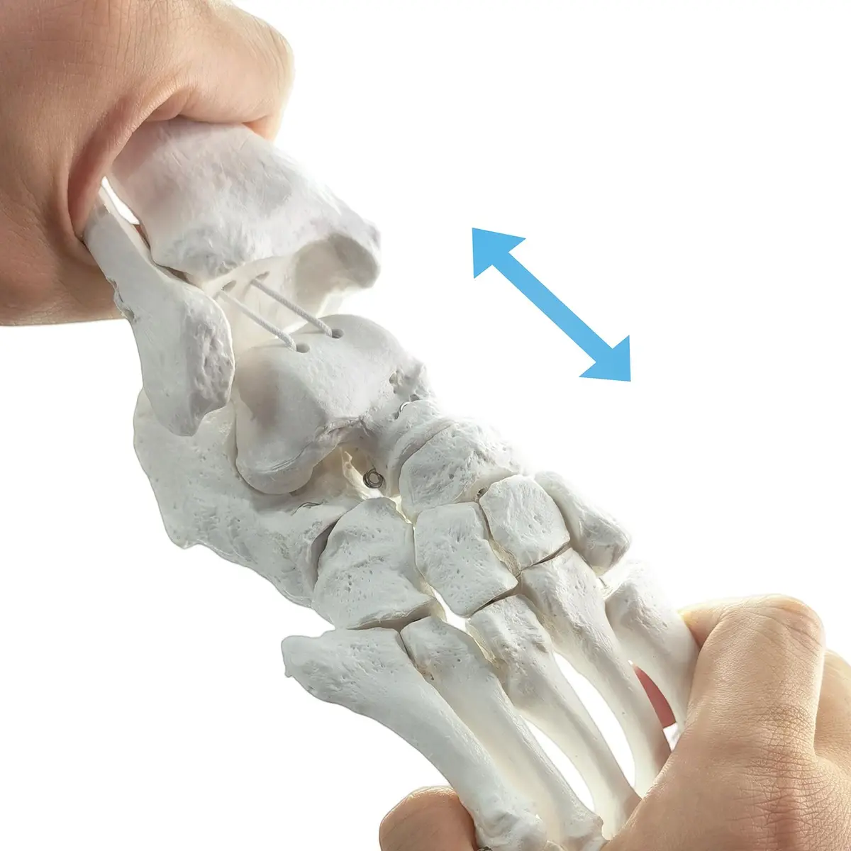 EVOTECH SCIENTIFIC Human Foot and Ankle Model | Life Size Medical Skeleton for Study & Demonstration - view 5