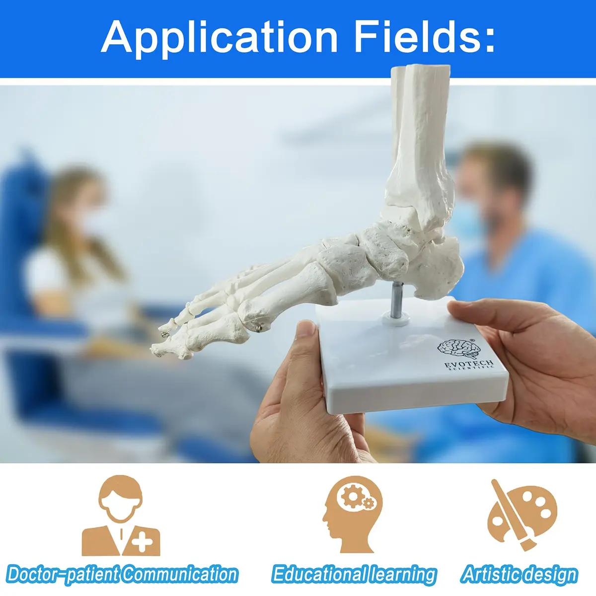 EVOTECH SCIENTIFIC Human Foot and Ankle Model | Life Size Medical Skeleton for Study & Demonstration - view 6