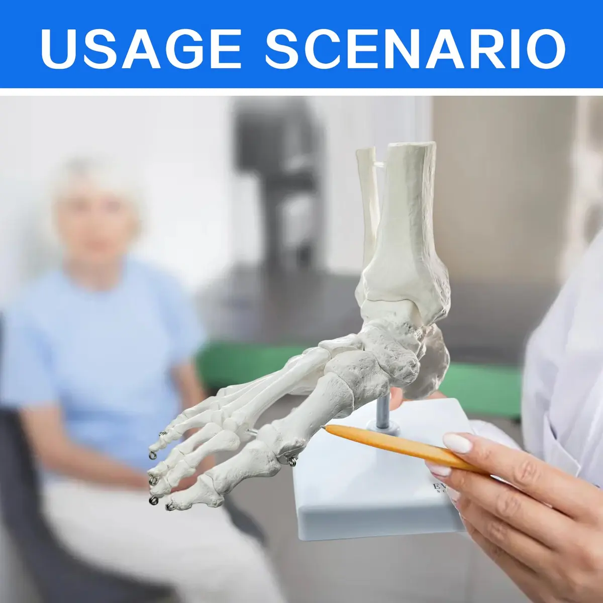 EVOTECH SCIENTIFIC Human Foot and Ankle Model | Life Size Medical Skeleton for Study & Demonstration - view 7
