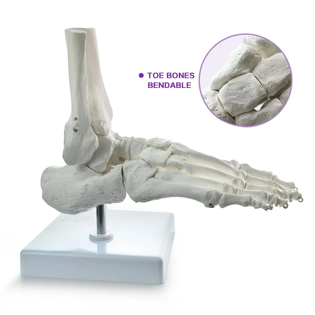 EVOTECH SCIENTIFIC Human Foot and Ankle Model | Life Size Medical Skeleton for Study & Demonstration - view 8