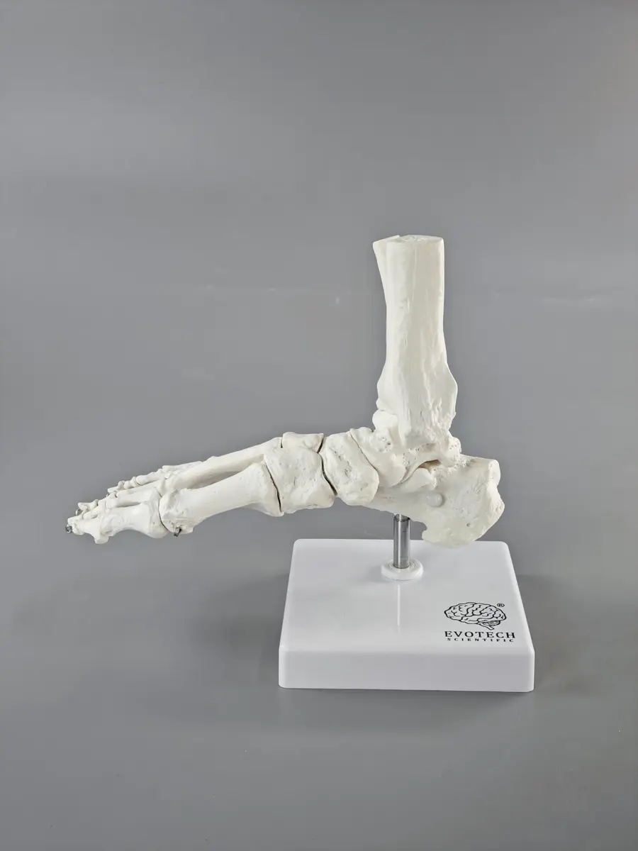 EVOTECH SCIENTIFIC Human Foot and Ankle Model | Life Size Medical Skeleton for Study & Demonstration - view 9