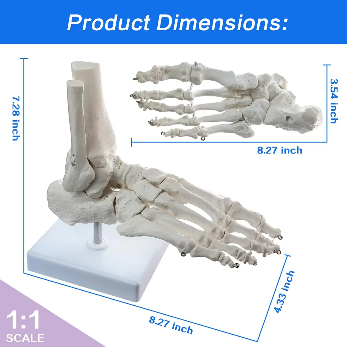 EVOTECH SCIENTIFIC Human Foot and Ankle Model | Life Size Medical Skeleton for Study & Demonstration - view 2