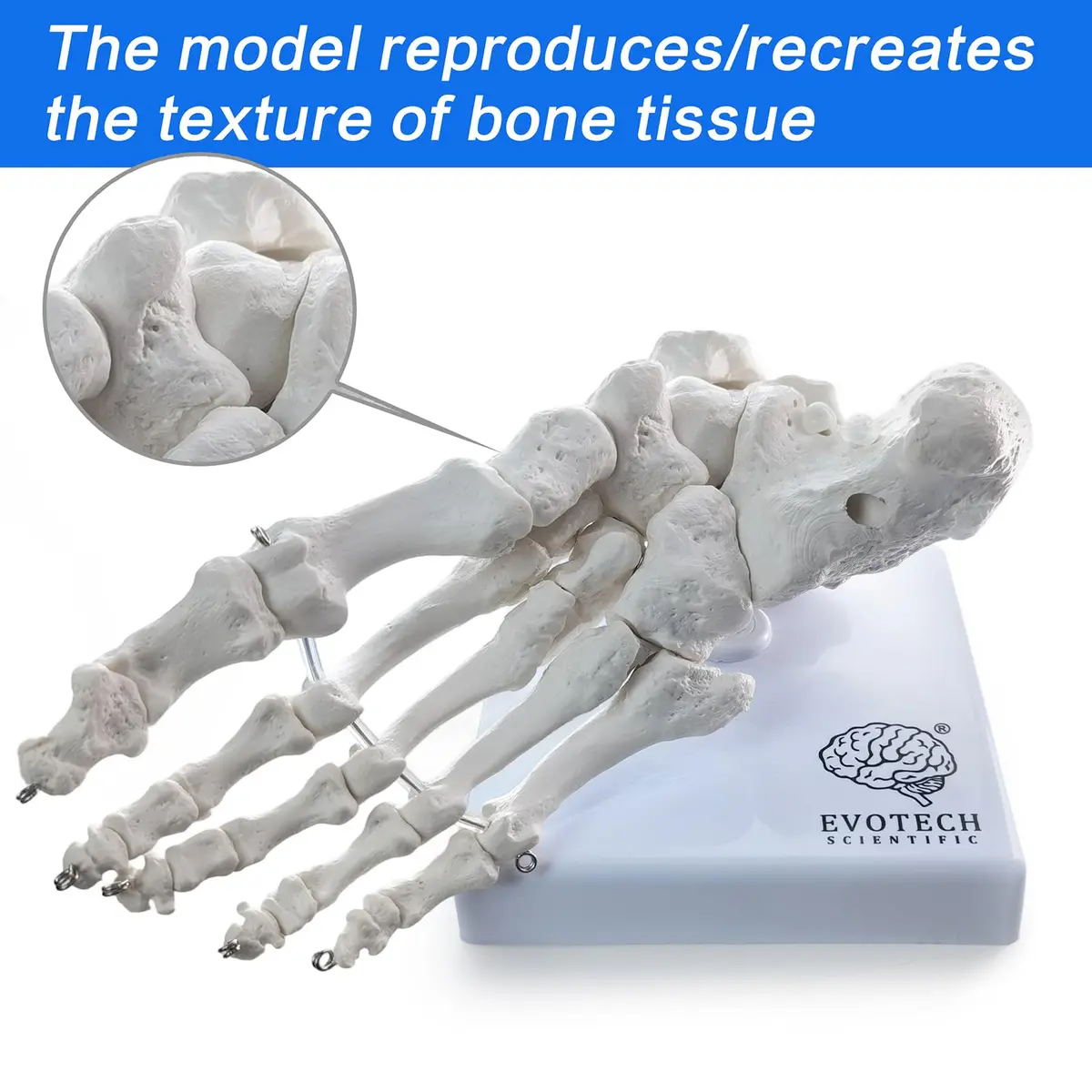 EVOTECH SCIENTIFIC Human Foot and Ankle Model | Life Size Medical Skeleton for Study & Demonstration - view 3