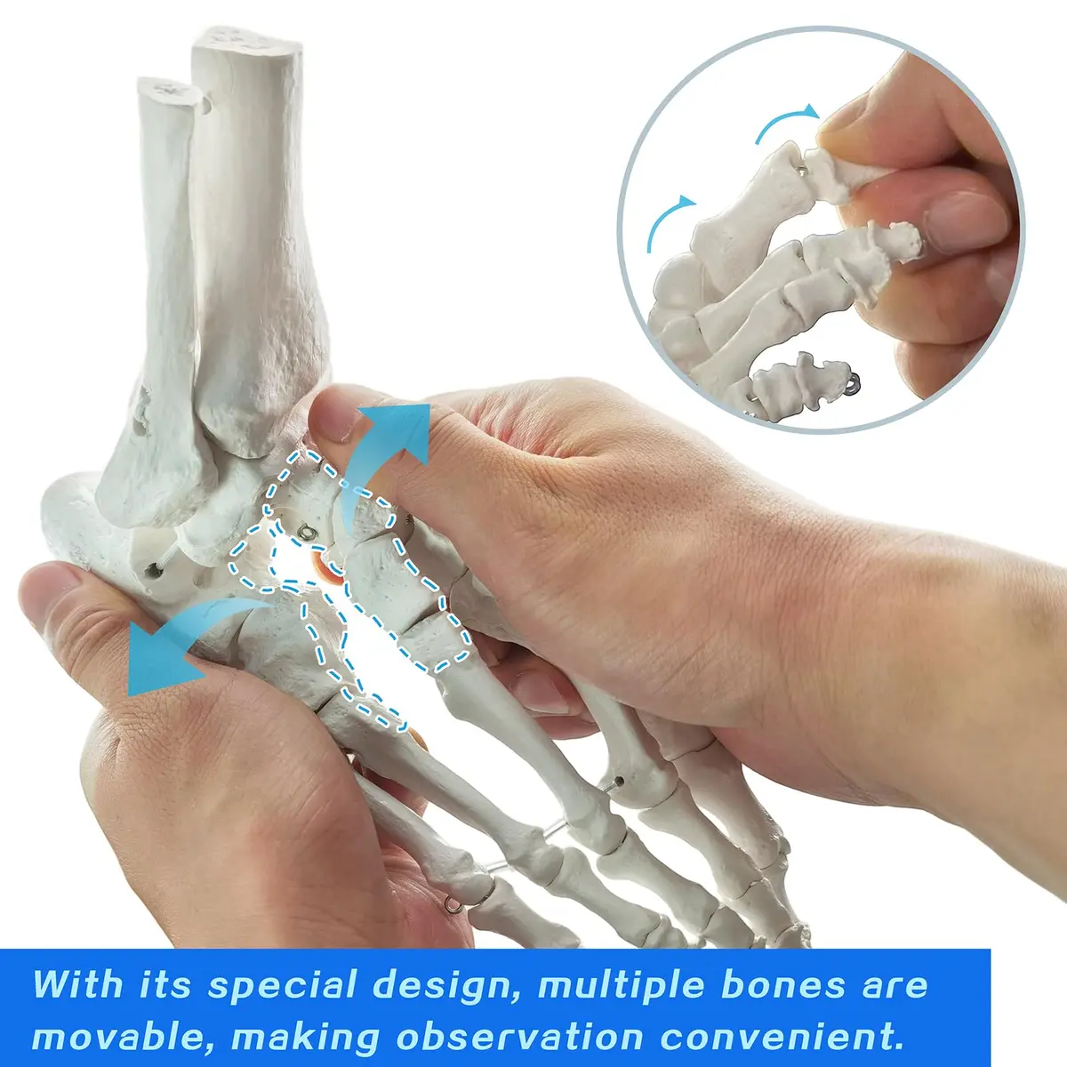 EVOTECH SCIENTIFIC Human Foot and Ankle Model | Life Size Medical Skeleton for Study & Demonstration - view 4
