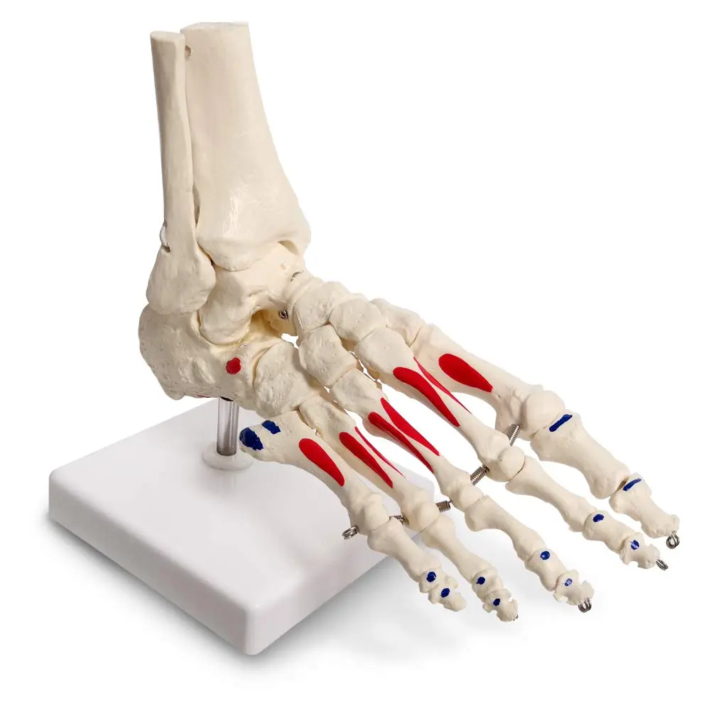 EVOTECH SCIENTIFIC Life Size Human Foot and Ankle Model with Muscle Origin & Insertions Painted | Anatomical Study Tool - main product image