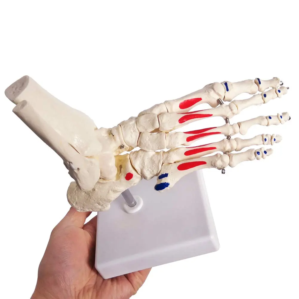 EVOTECH SCIENTIFIC Life Size Human Foot and Ankle Model with Muscle Origin & Insertions Painted | Anatomical Study Tool - view 5