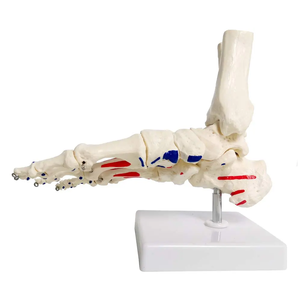 EVOTECH SCIENTIFIC Life Size Human Foot and Ankle Model with Muscle Origin & Insertions Painted | Anatomical Study Tool - view 2