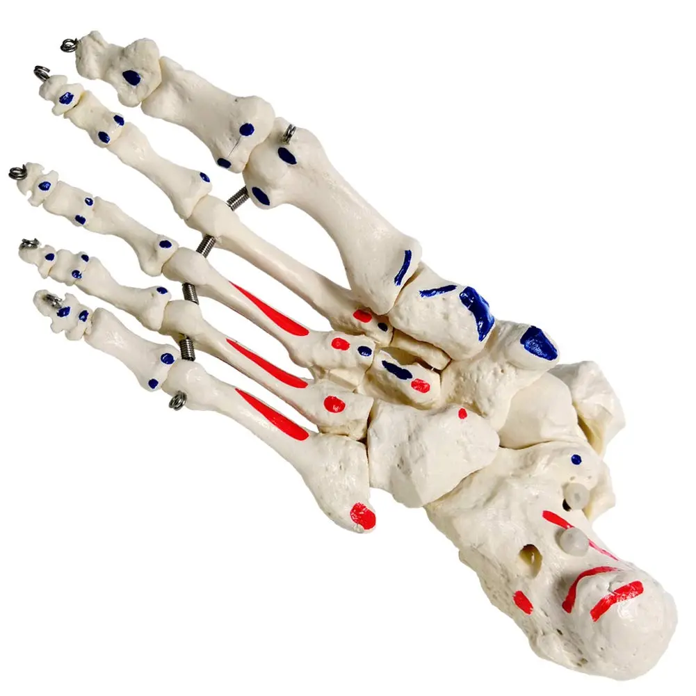 EVOTECH SCIENTIFIC Life Size Human Foot and Ankle Model with Muscle Origin & Insertions Painted | Anatomical Study Tool - view 3