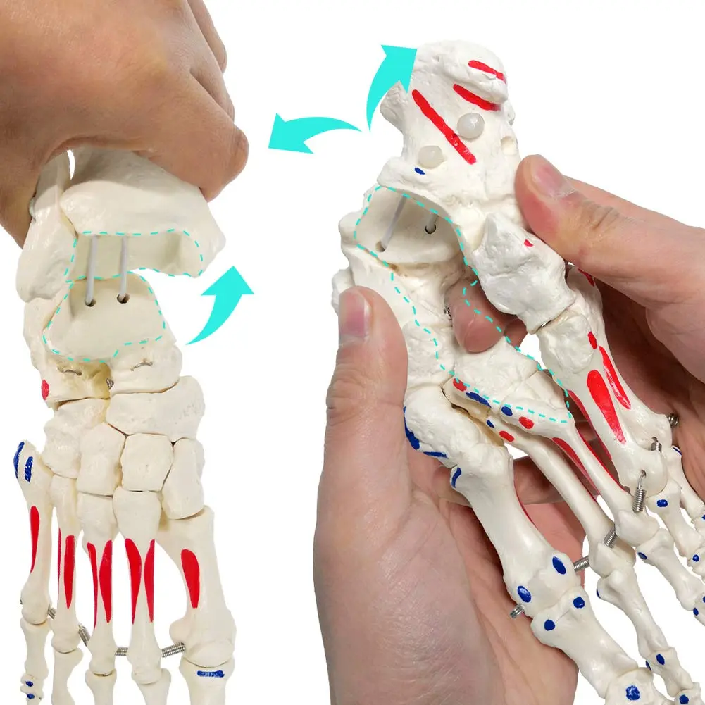 EVOTECH SCIENTIFIC Life Size Human Foot and Ankle Model with Muscle Origin & Insertions Painted | Anatomical Study Tool - view 4