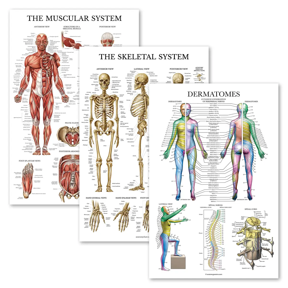 Palace Learning 3 Pack - Muscle + Skeleton + Dermatomes Anatomy Posters - Laminated - 18" x 24" | Anatomical Charts for Education - main product image