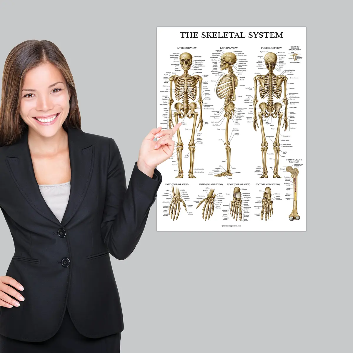 Palace Learning 3 Pack - Muscle + Skeleton + Dermatomes Anatomy Posters - Laminated - 18" x 24" | Anatomical Charts for Education - view 6