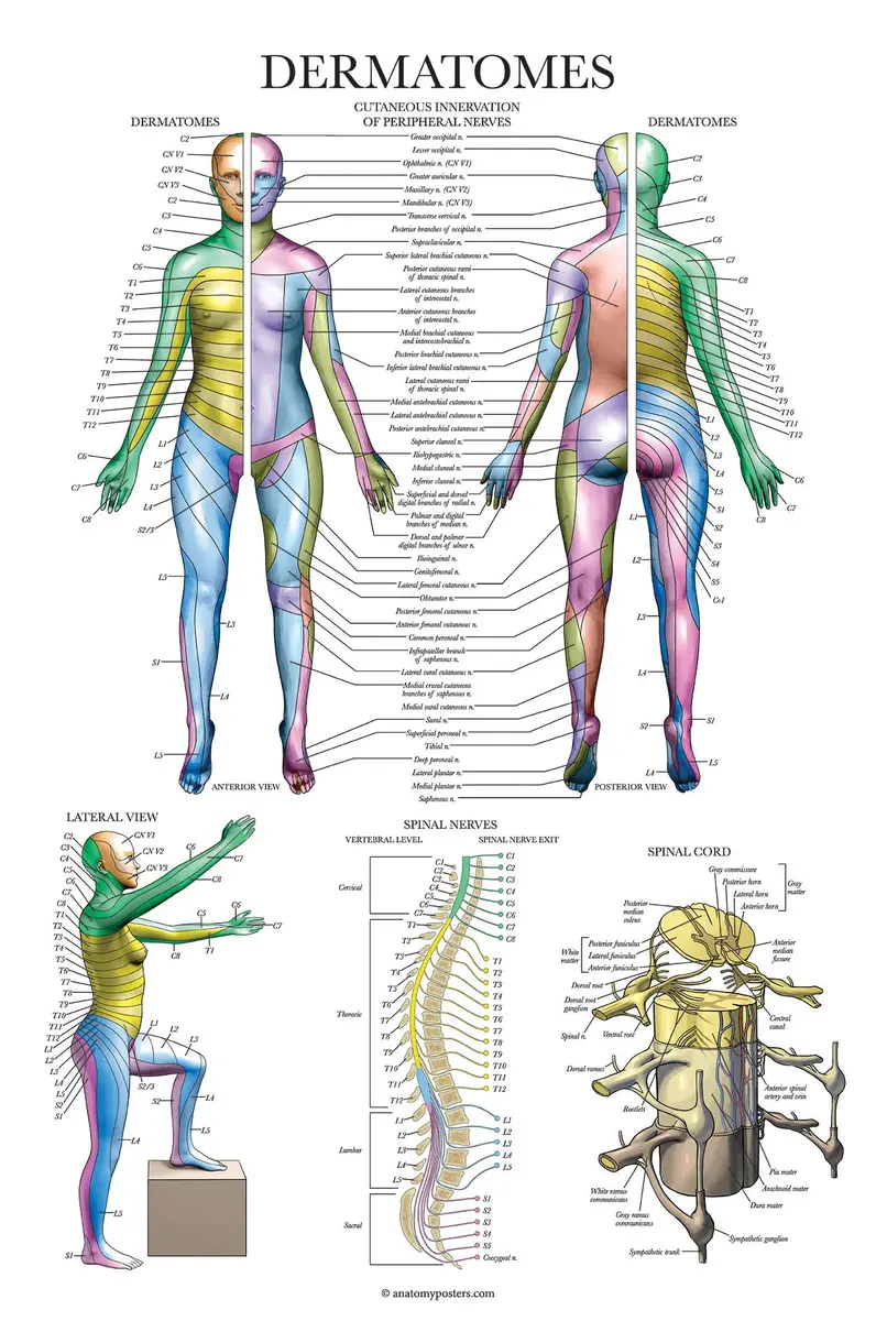 Palace Learning 3 Pack - Muscle + Skeleton + Dermatomes Anatomy Posters - Laminated - 18" x 24" | Anatomical Charts for Education - view 7