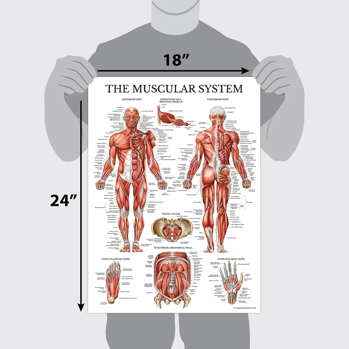 Palace Learning 3 Pack - Muscle + Skeleton + Dermatomes Anatomy Posters - Laminated - 18" x 24" | Anatomical Charts for Education - view 2