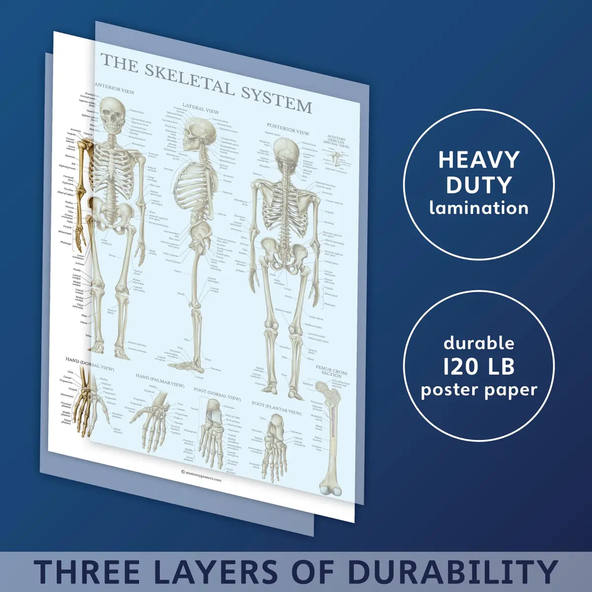 Palace Learning 3 Pack - Muscle + Skeleton + Dermatomes Anatomy Posters - Laminated - 18" x 24" | Anatomical Charts for Education - view 3