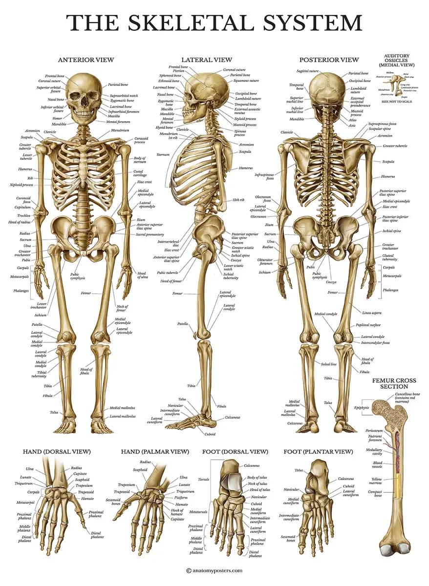 Palace Learning 3 Pack - Muscle + Skeleton + Dermatomes Anatomy Posters - Laminated - 18" x 24" | Anatomical Charts for Education - view 4